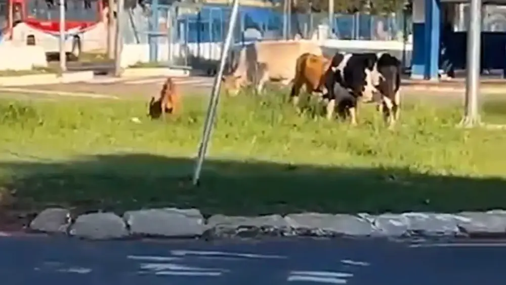 Animais soltos são flagrados em rotatória do Terminal Guaicurus