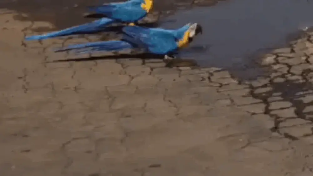 Araras se refrescam em água parada no centro de São Gabriel do Oeste