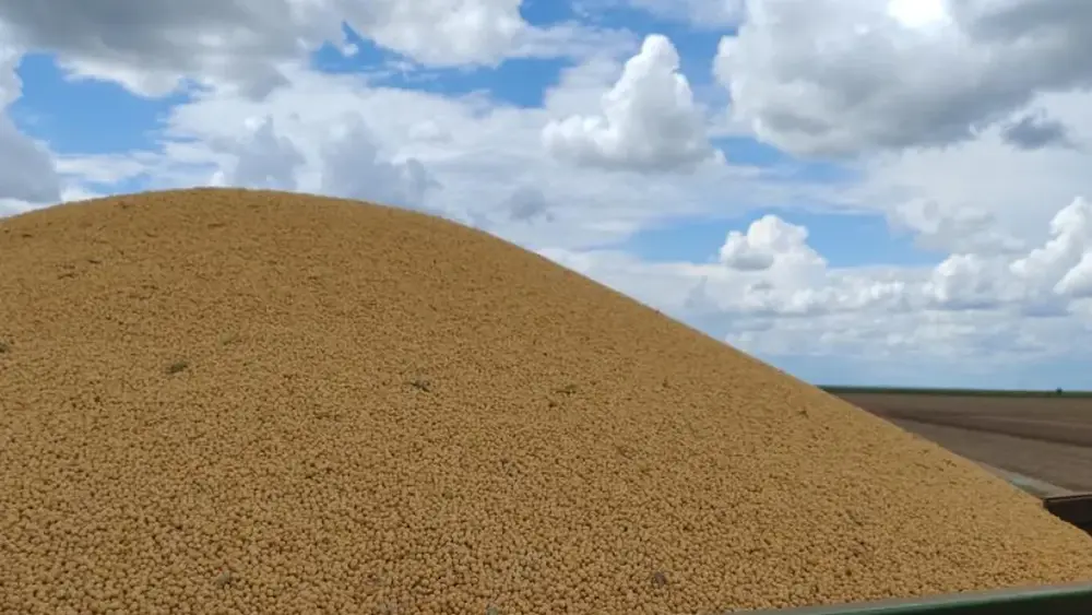 Colheita de milho em MS atinge 75,1% da área cultivada