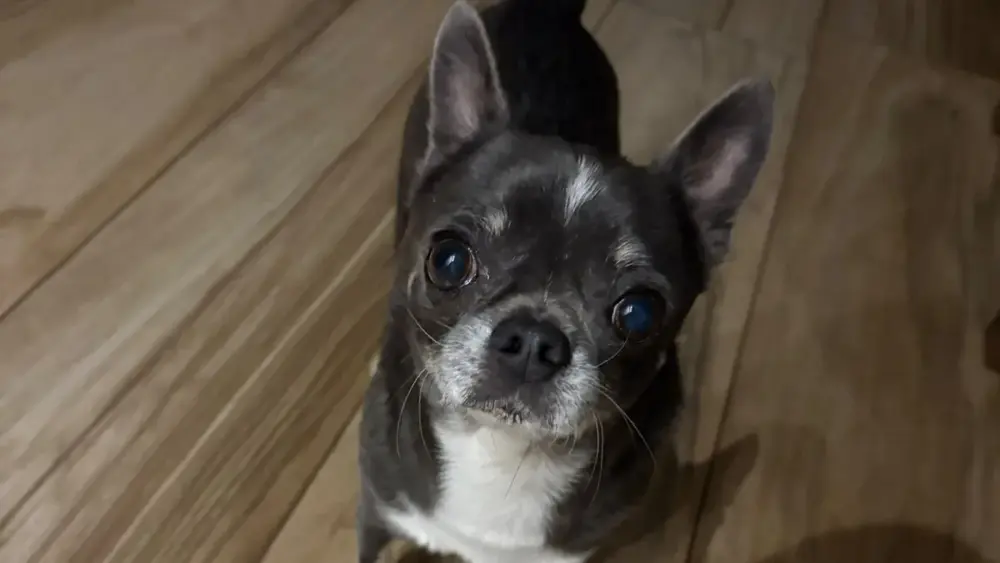 Família oferece recompensa por chihuahua sumido em Campo Grande