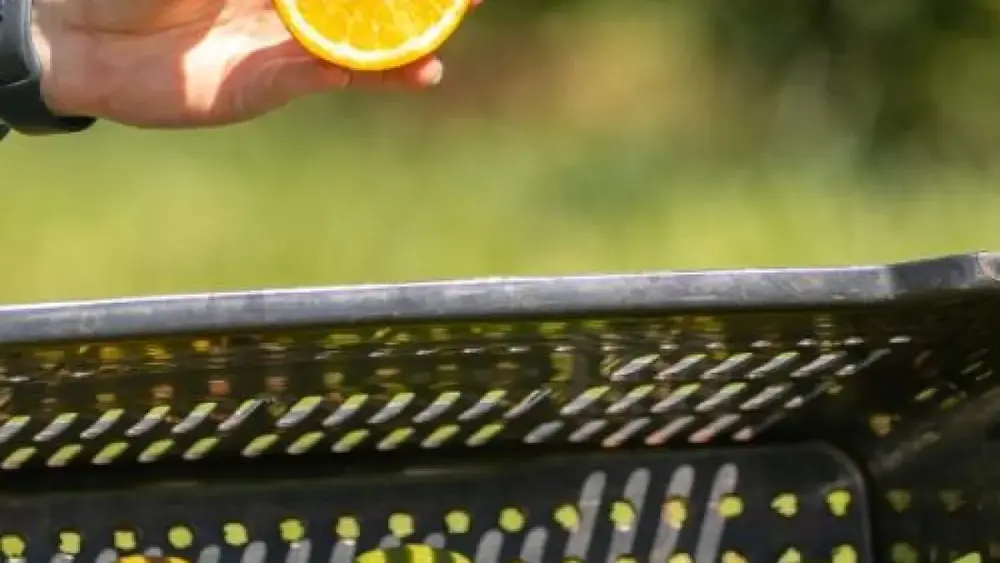 França investe em MS para produzir óleos essenciais de laranja azeda