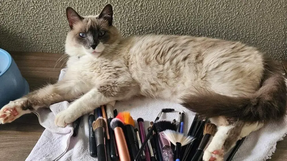 Gata arisca desaparece no Vilas Boas; tutora pede ajuda