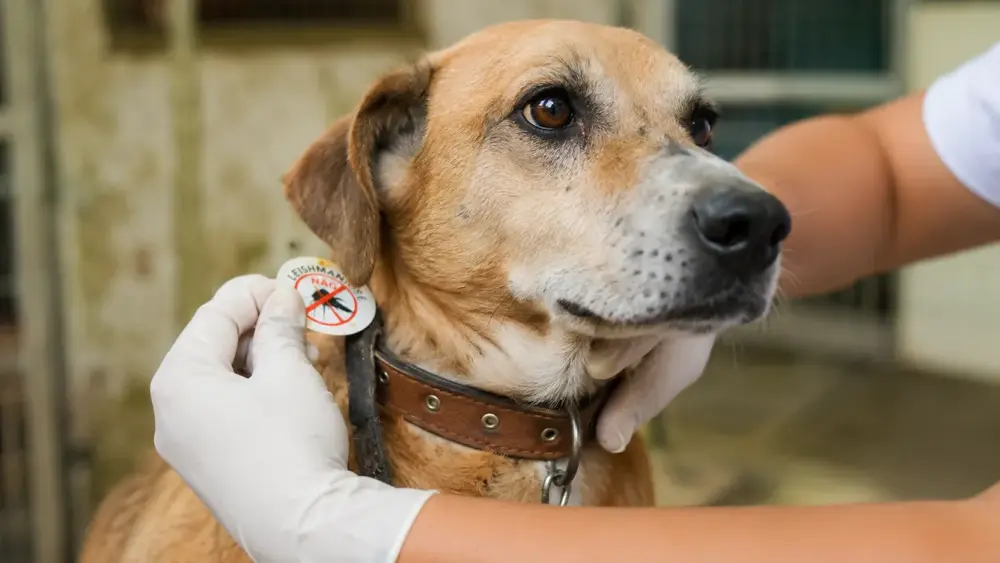 Leishmaniose: cachorro não transmite direto para humanos