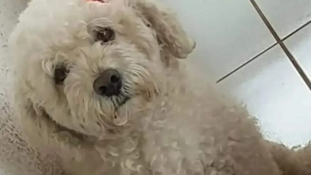 Nina, cadela desaparecida em Campo Grande: família pede ajuda