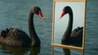 Cisne Negro: O Truque de Espelho Que Enganou Seus Olhos Agora!