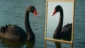 Cisne Negro: O Truque de Espelho Que Enganou Seus Olhos Agora!