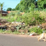 Brazil cracks down: overgrown lots and trash now cost up to $12.8K