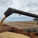 Brazil soybean exports surge 41% to $385 million in MS