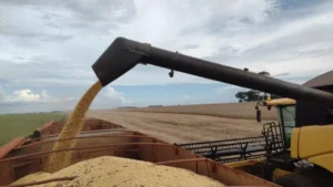 Brazil soybean exports surge 41% to $385 million in MS