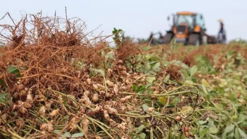 Brazil peanut production quadruples, state secures 2nd place