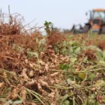 Brazil peanut production quadruples, state secures 2nd place
