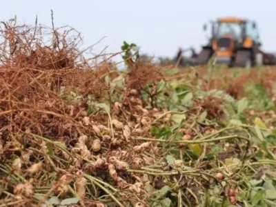 Brazil peanut production quadruples, state secures 2nd place