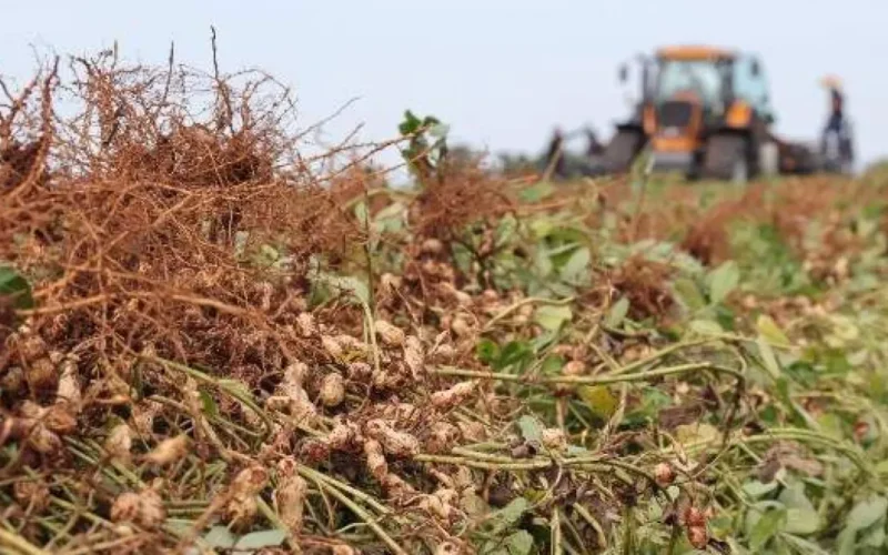 Brazil peanut production quadruples, state secures 2nd place