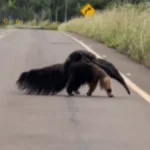 Brazil video shows anteater mom crossing road with baby on back