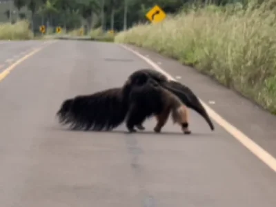 Brazil video shows anteater mom crossing road with baby on back