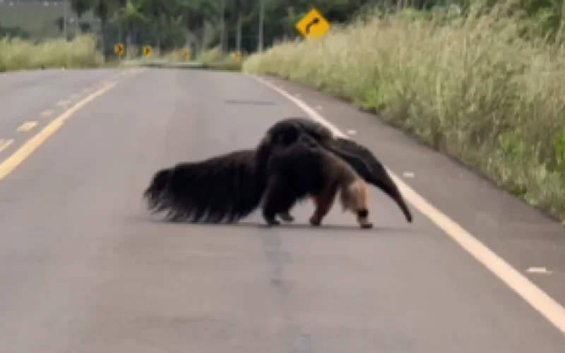 Brazil video shows anteater mom crossing road with baby on back