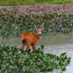 Brazil MapBiomas warns of worst Pantanal water crisis in 40 years