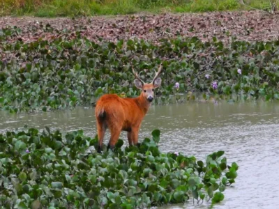 Brazil MapBiomas warns of worst Pantanal water crisis in 40 years