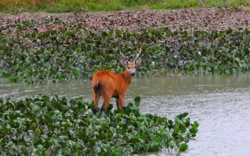 Brazil MapBiomas warns of worst Pantanal water crisis in 40 years