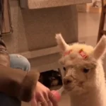 Brazil presents Ana Castela bottle-feeding baby alpaca