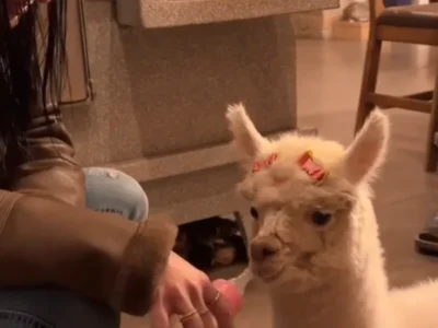 Brazil presents Ana Castela bottle-feeding baby alpaca